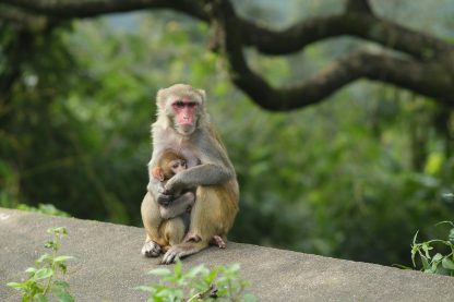 Effective Program Management Strategies for Babysitting Services